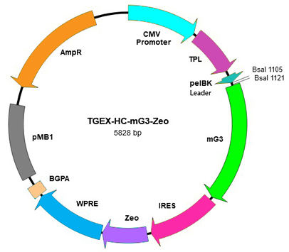 TEGX-HC-mG3-Zeo map